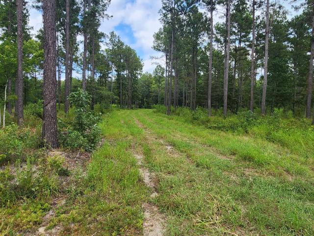 Land for sale in Eutawville, Orangeburg County