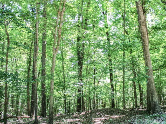 Land for sale in Eddyville, Kentucky