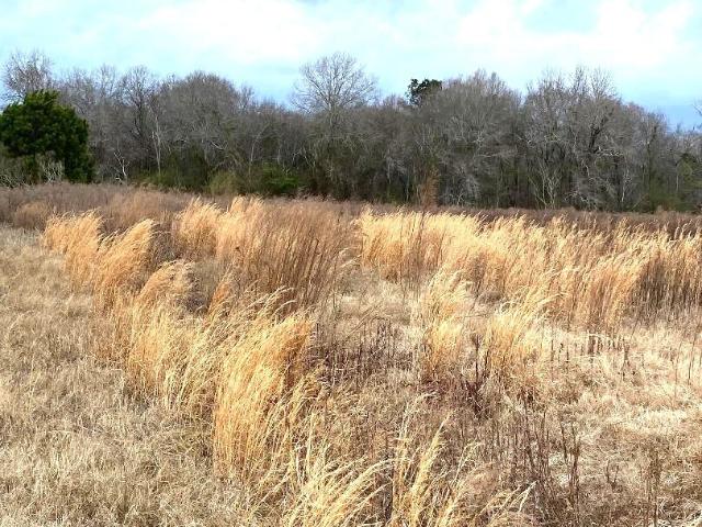 Land for sale in Chester, Georgia