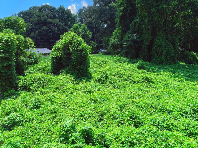 Land for sale in Tennessee