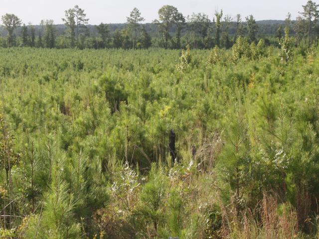 Land for sale in Sparta, Hancock County