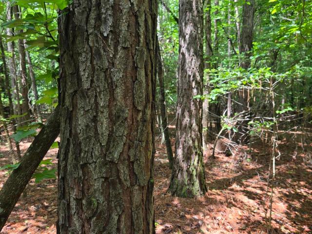 Land for sale in Williamston, North Carolina