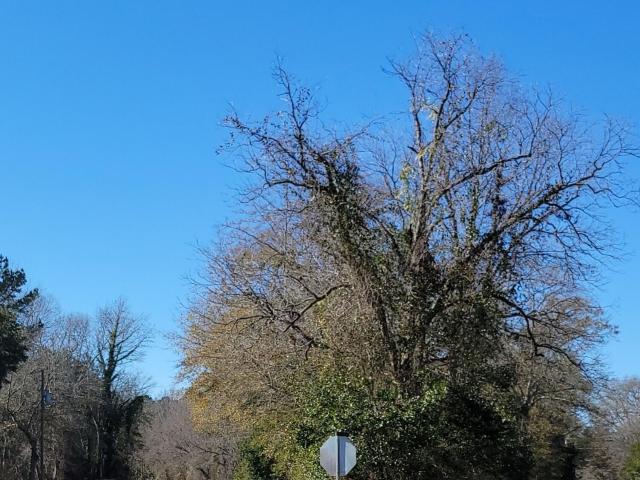 Commercial for sale in Denmark, South Carolina