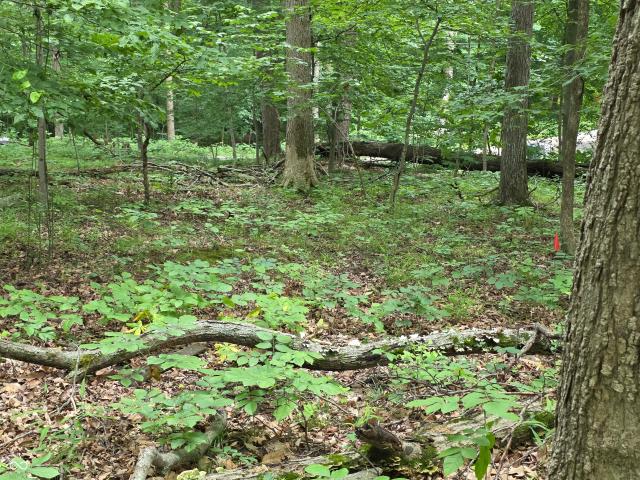 Land for sale in Nineveh, Brown County