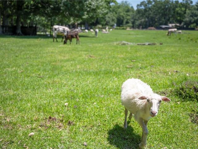 Land for sale in Hydell, Saint Gabriel