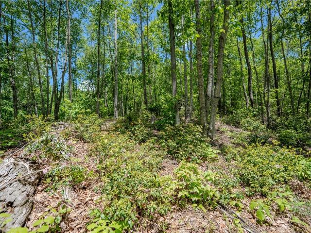 Land for sale in Avery, North Carolina