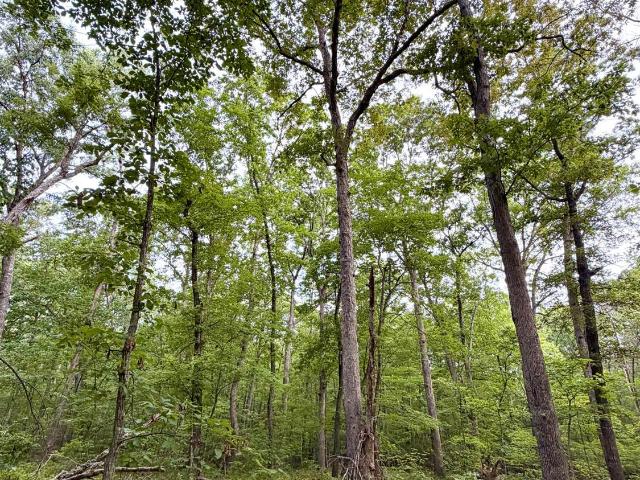 Land for sale in Concord, Campbell County