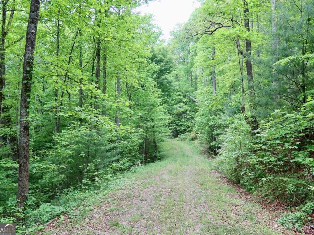 Land for sale in Dillard, Georgia