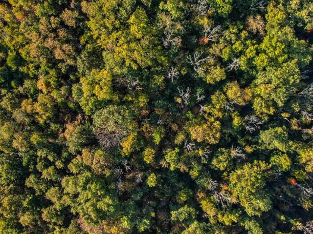 Land for sale in Bradford, Bracken County