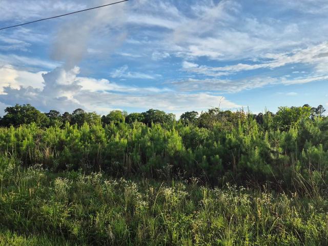 Land for sale in Evergreen, Alabama