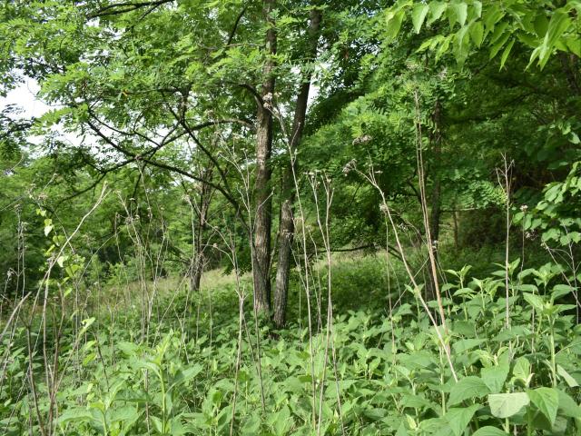 Land for sale in Accident, Gainesboro