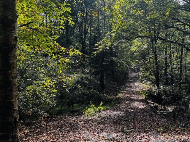 Land for sale in White Bluff, Middle Tennessee