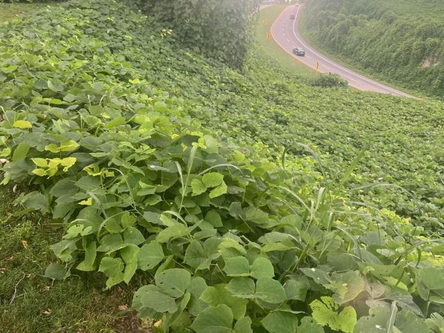 Land for sale in Virginia