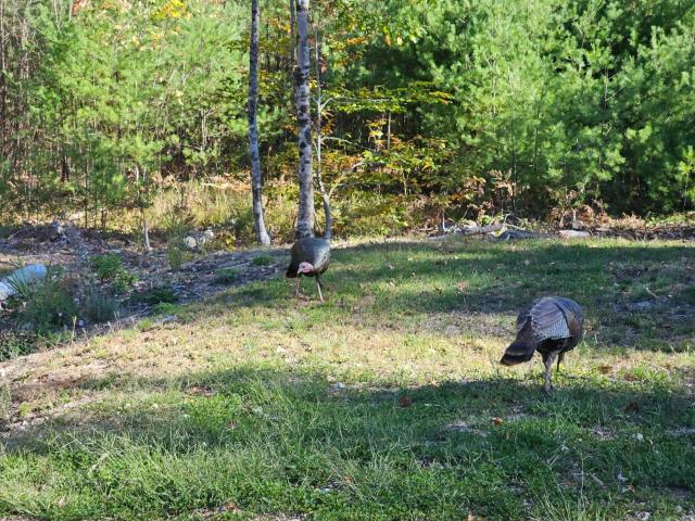 Land for sale in New Hampshire