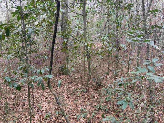 Land for sale in Alabama