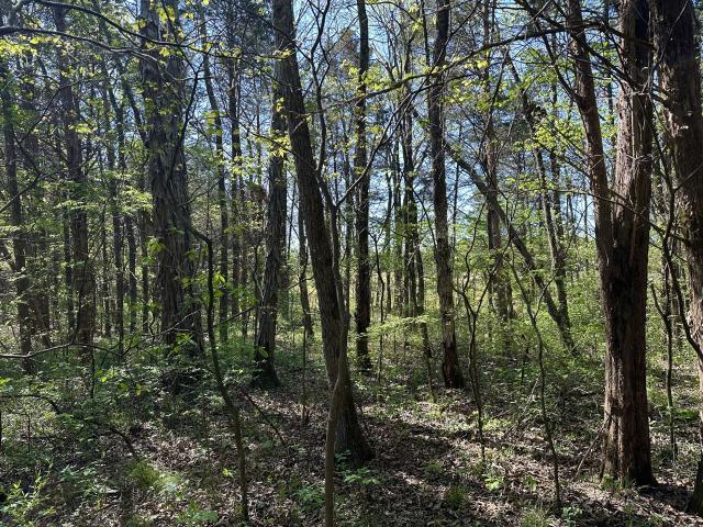 Land for sale in Tennessee