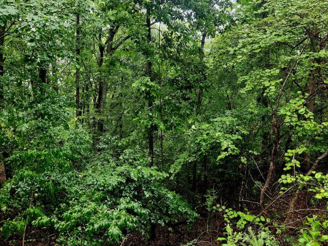 Land for sale in Tennessee