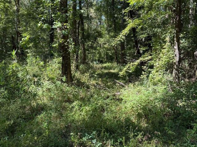 Land for sale in Springfield, Georgia
