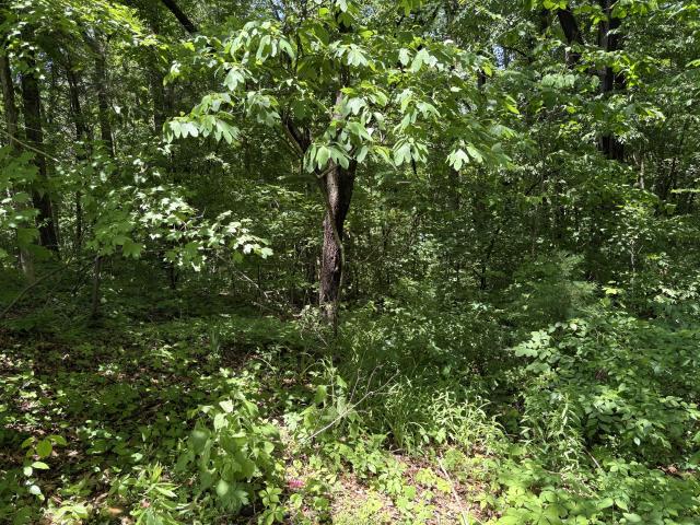 Land for sale in Joelton