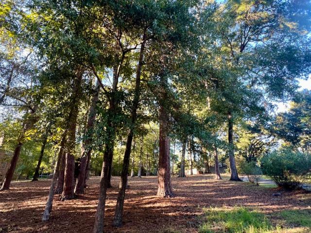 Land for sale in Walterboro, Colleton County