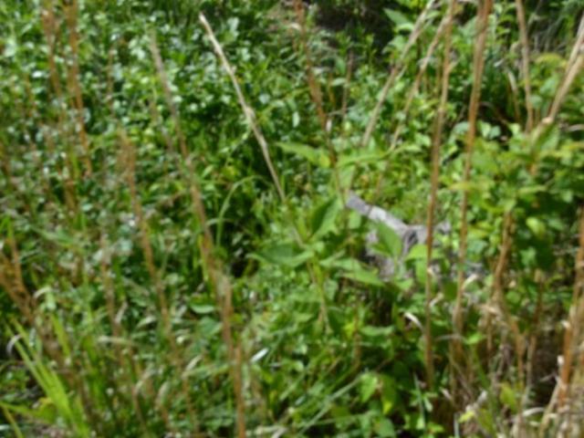 Land for sale in Burkesville, Kentucky