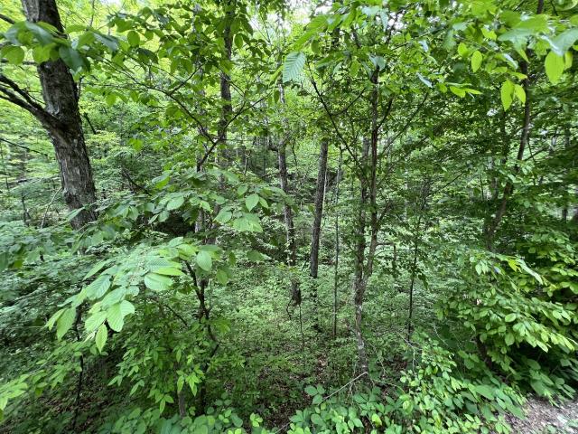 Land for sale in Tennessee