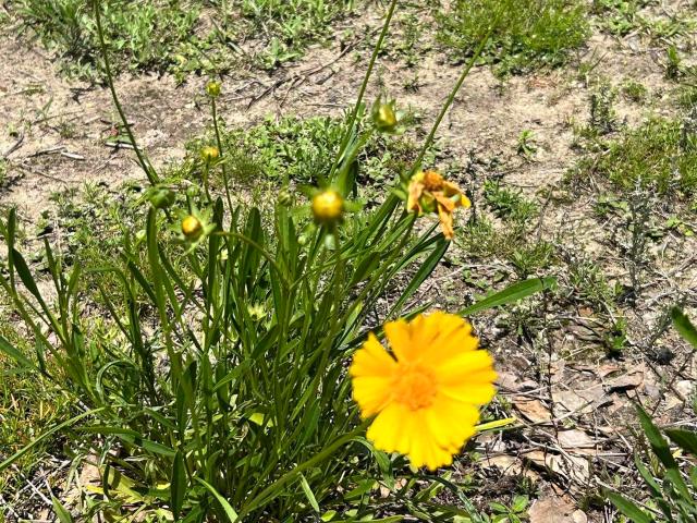 Land for sale in Magnolia Springs, Alabama