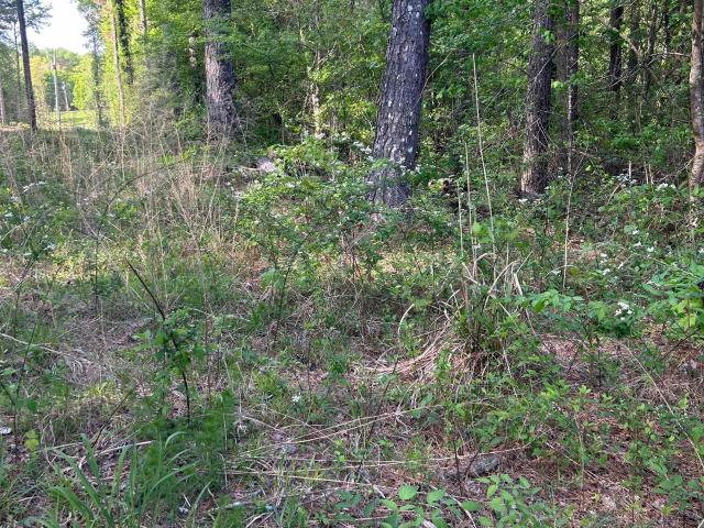 Land for sale in Vinemont, Alabama