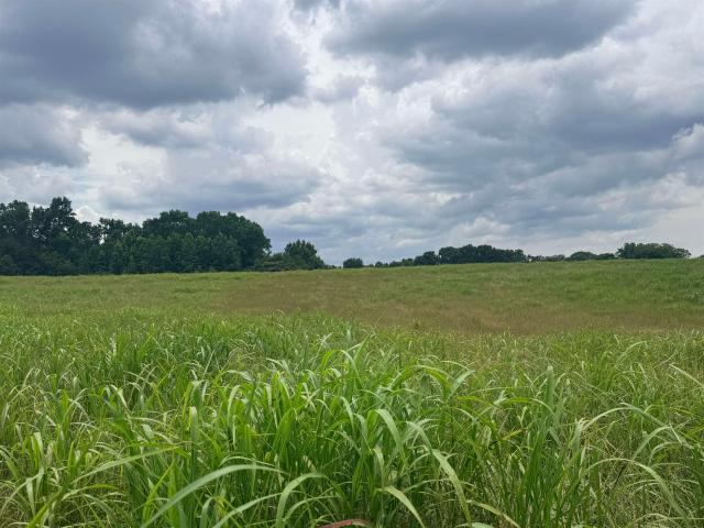 Land for sale in Cullman, Alabama