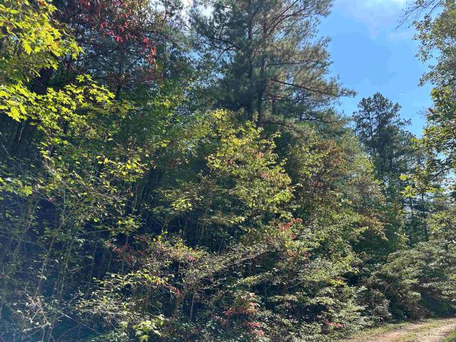 Land for sale in Double Springs, Alabama