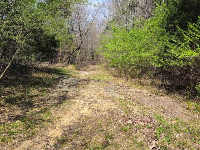 Land for sale in Lexington, Alabama