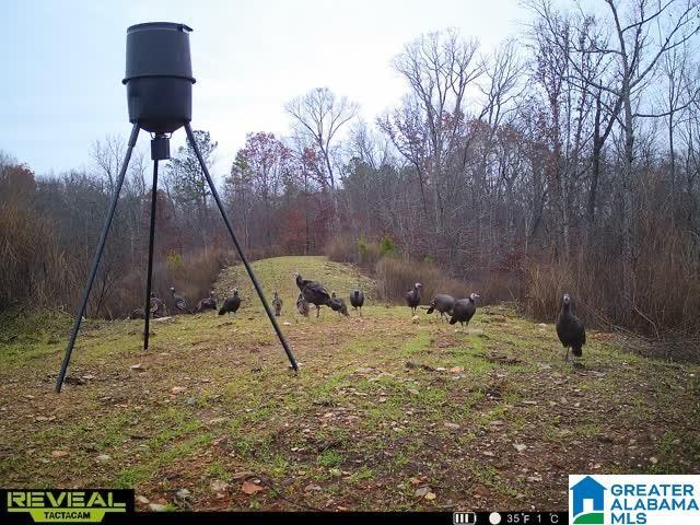 Land for sale in Alpine, Alabama