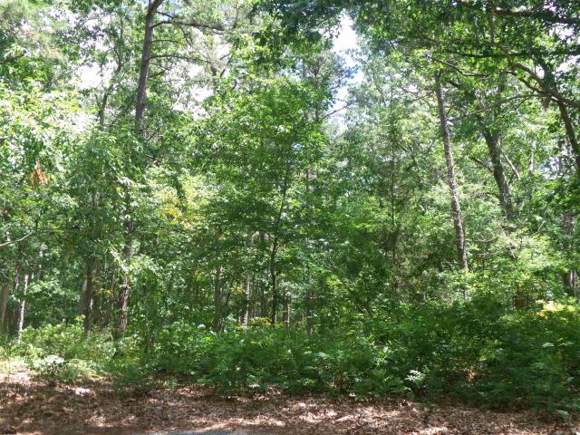 Land for sale in The Woods at Great Creek, Galloway Township