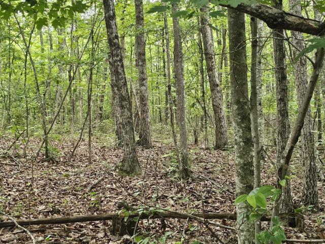 Land for sale in Tennessee