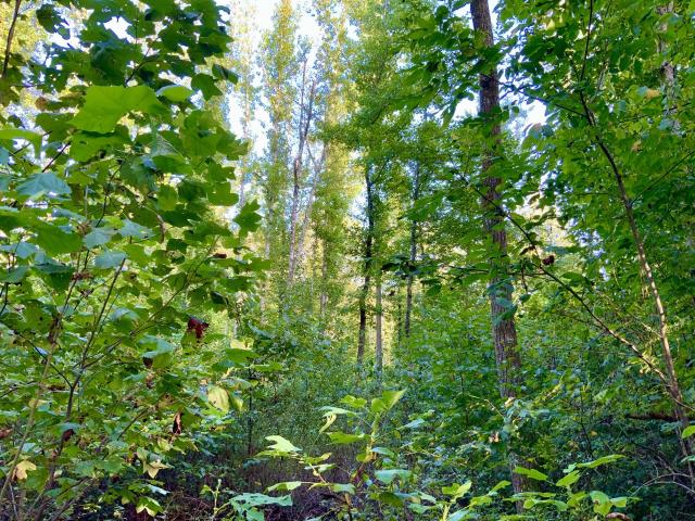 Land for sale in Tennessee