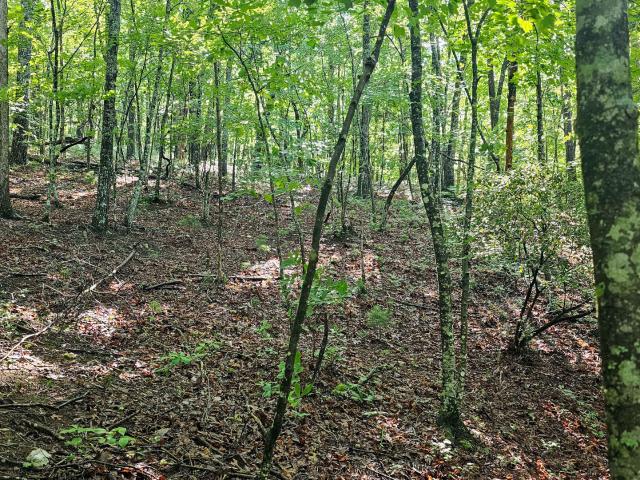 Land for sale in Tiger, Georgia