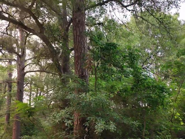 Land for sale in Shepherd, Texas