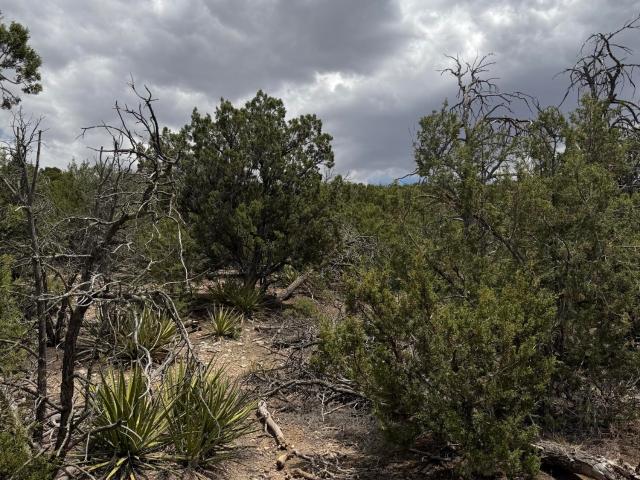 Land for sale in Edgewood, New Mexico