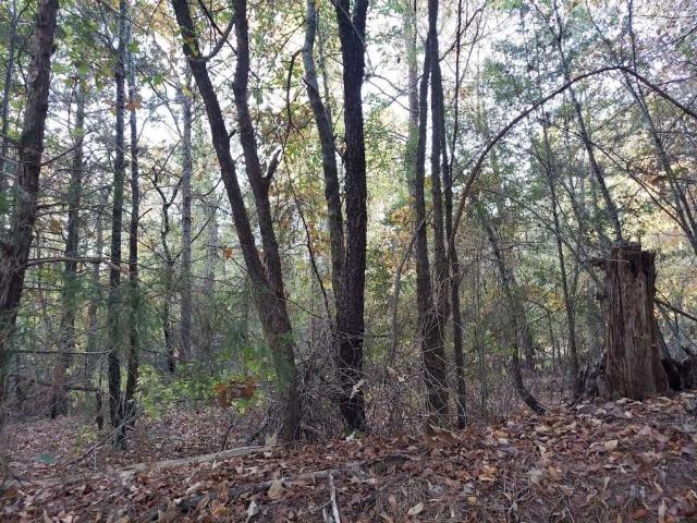 Land for sale in Avinger, Texas