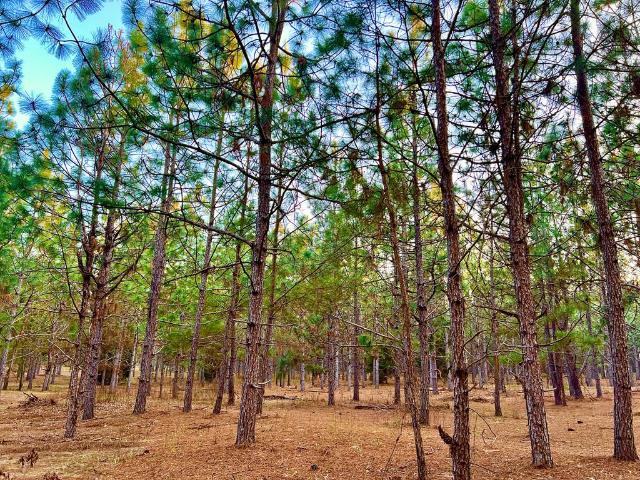 Land for sale in Newville, Alabama
