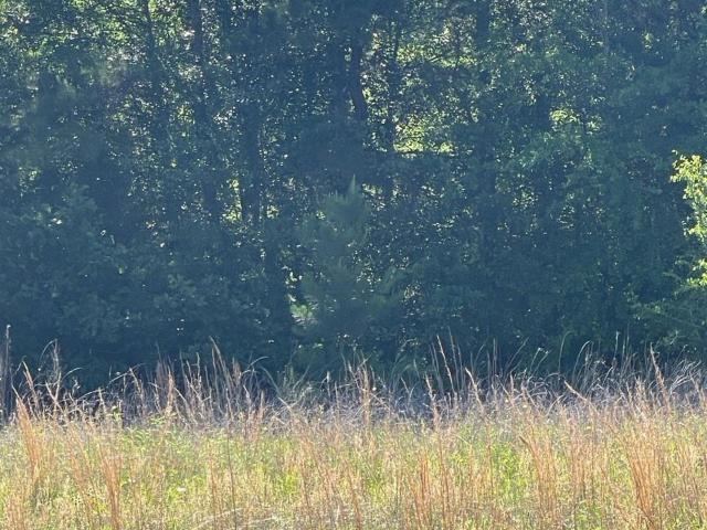 Land for sale in Troup, Texas