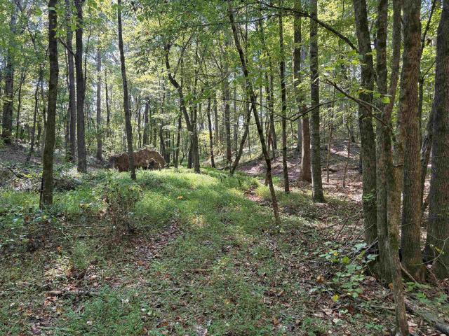 Land for sale in Walnut, Mississippi