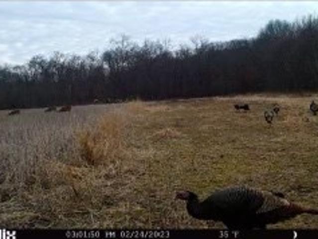 Land for sale in Memphis, Missouri