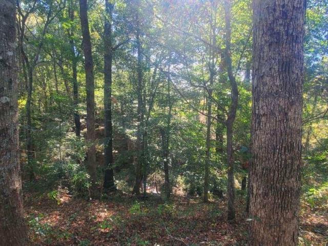 Land for sale in Elba, Alabama