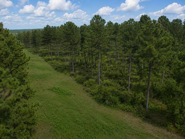 Land for sale in Ashford, Alabama