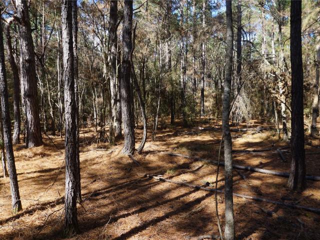 Land for sale in Palestine, Texas