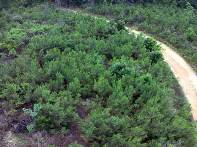 Land for sale in Evergreen, Alabama