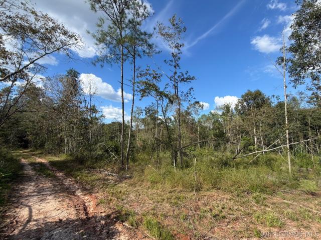 Land for sale in Brundidge, Pike County
