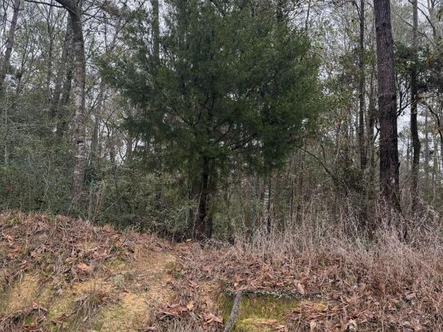 Land for sale in Jasper, Texas