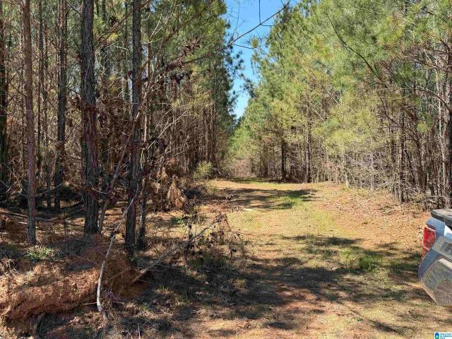 Land for sale in Wadley, Alabama